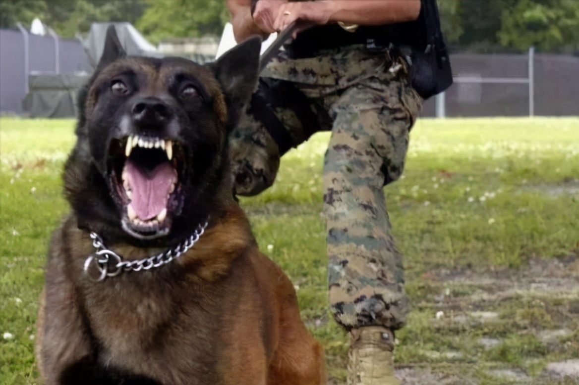 马犬有名气吗,马犬在狼犬界的战斗力排第几