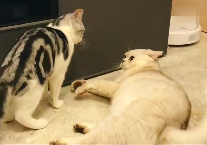 猫咪费洛蒙对猫有危害吗,猫咪费洛蒙使用注意事项