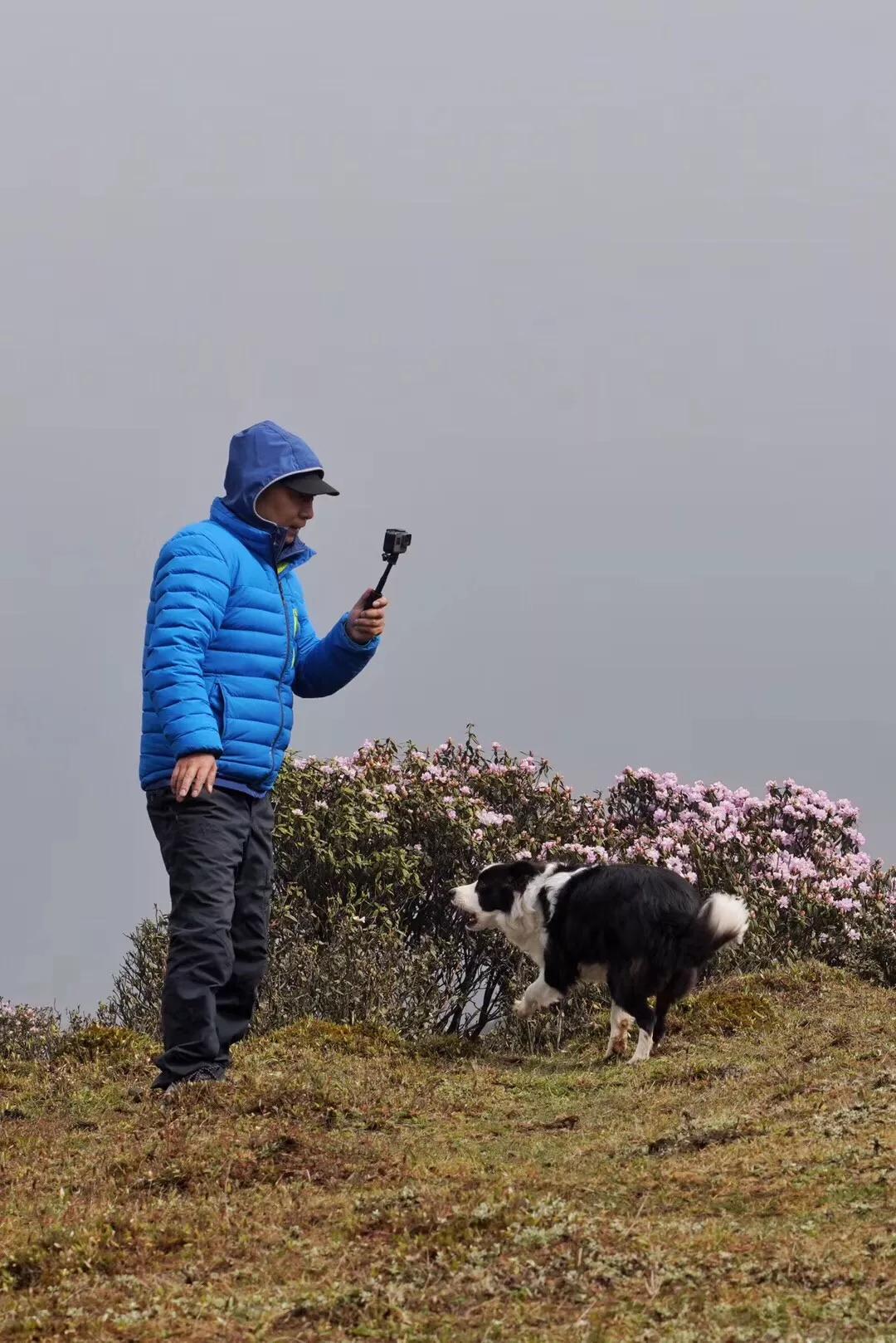 乌蒙大草原高山矮杜鹃,盘州市乌蒙大草原高山