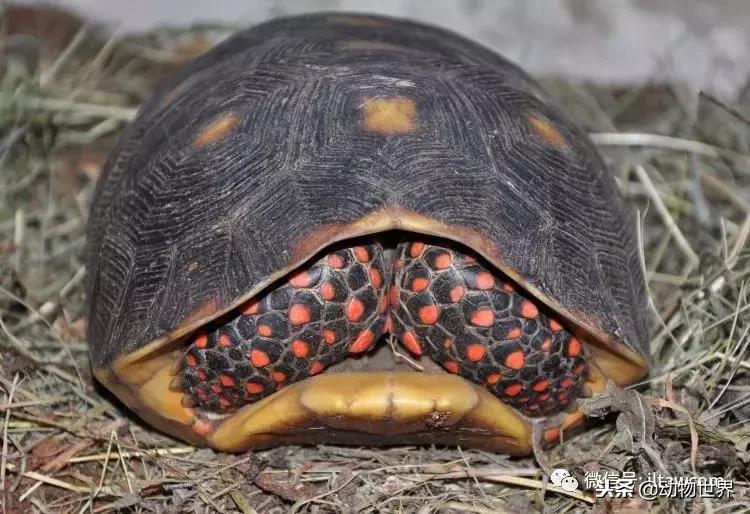 红腿象龟新手入门教程,黄腿象龟