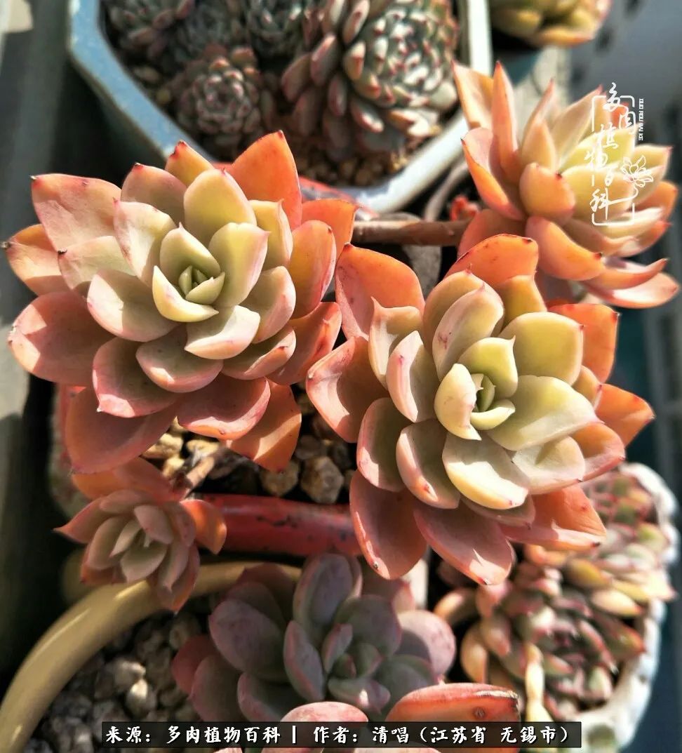 多肉植物百科好看又好养的多肉,喜欢多肉的朋友欢迎光临多肉园艺