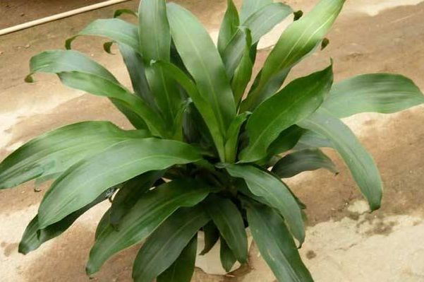 家里养绿萝怎么养才不会死,树状绿萝怎么养才能更旺盛