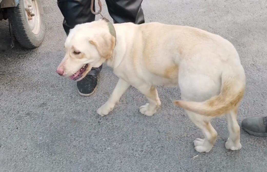 拉布拉多幼犬被扔到了狗肉馆,肉狗拉布拉多