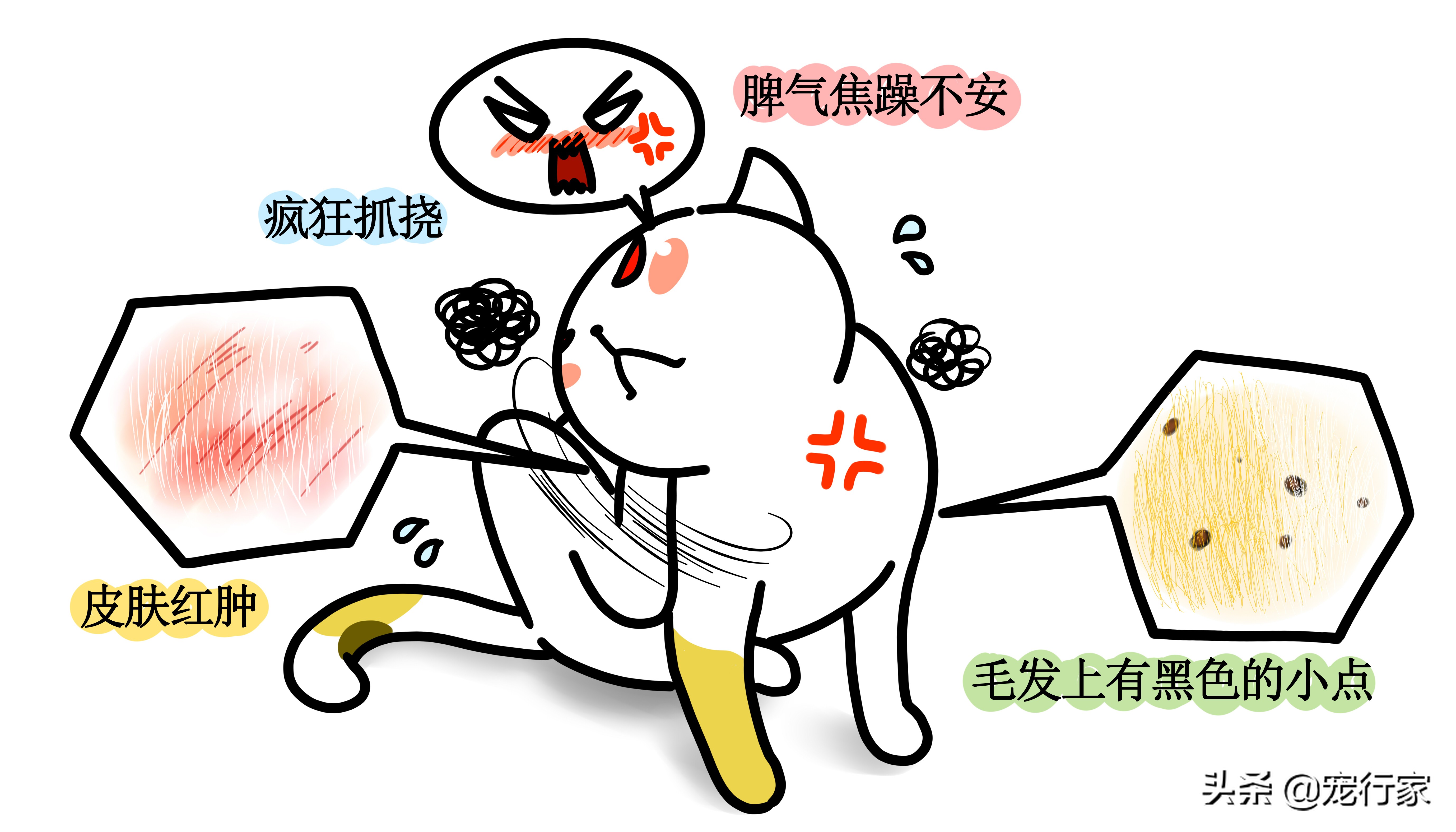 家里猫有跳蚤做了驱虫之后怎么办,当被跳蚤咬了该怎么办