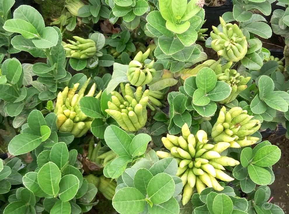 盆景佛手怎么养殖的视频,佛手树桩盆景制作教程