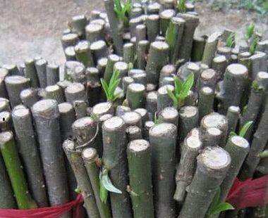 扦插垂柳什么时候成活率高,垂柳能扦插成活吗