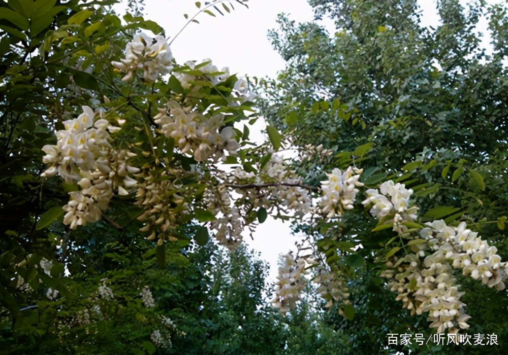 遥远的乡愁原文,遥远的乡愁1976