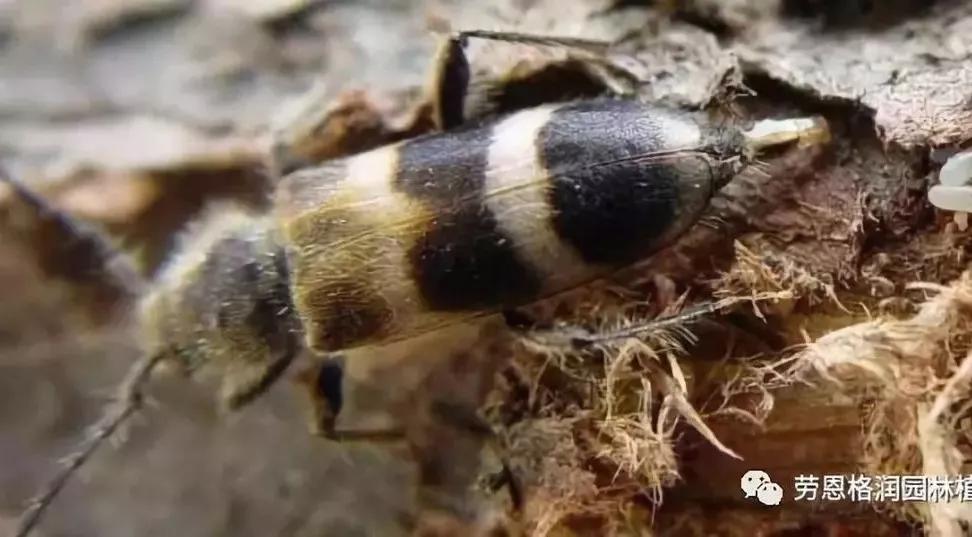 钻蛀性害虫防治最佳时期,园林常见鳞翅目害虫防治技术图片