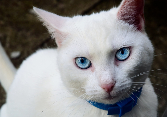 蓝眼白猫耳聋是什么原因,白猫蓝眼的猫咪都患病吗