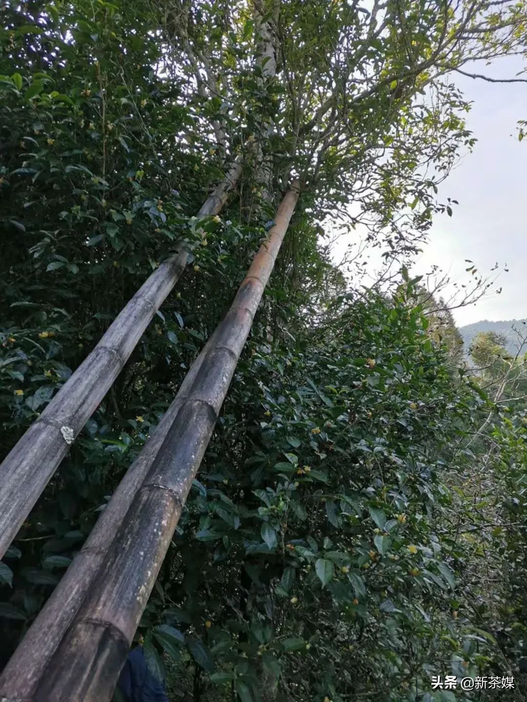 南糯山拔玛寨茶的特点,南糯山拔玛茶介绍