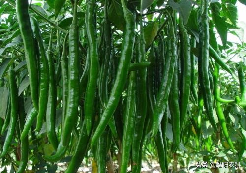 这个药豆角、黄瓜、辣椒喷2遍，长得又直又长