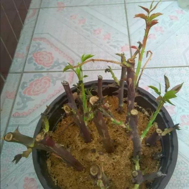 养花最好的颗粒土,碎砖养花的正确方法