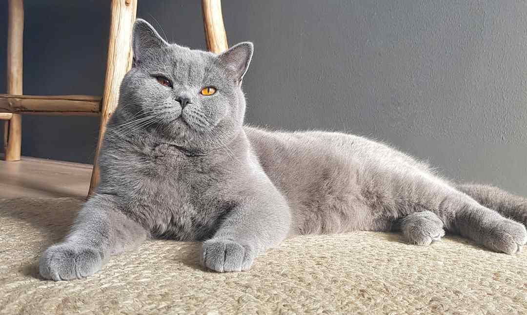 猫咪有三胎毛滴虫,猫咪滴虫拉稀怎么治疗最有效