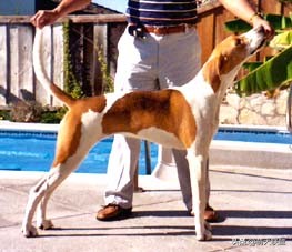 常见的猎犬都有哪些,最厉害的猎犬是哪种