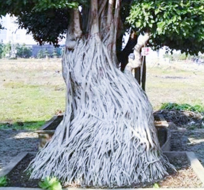 小根榕树盆景制作,榕树怎么盘根好看