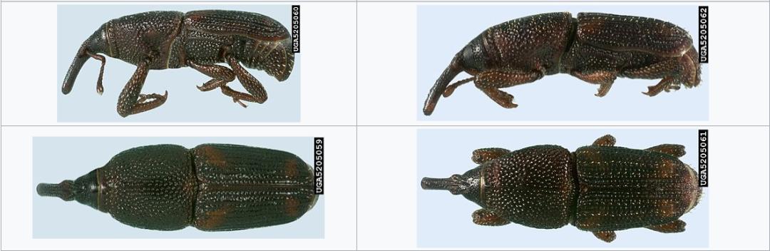 米里出现像甲虫一样的小虫子,米袋里有白色虫子