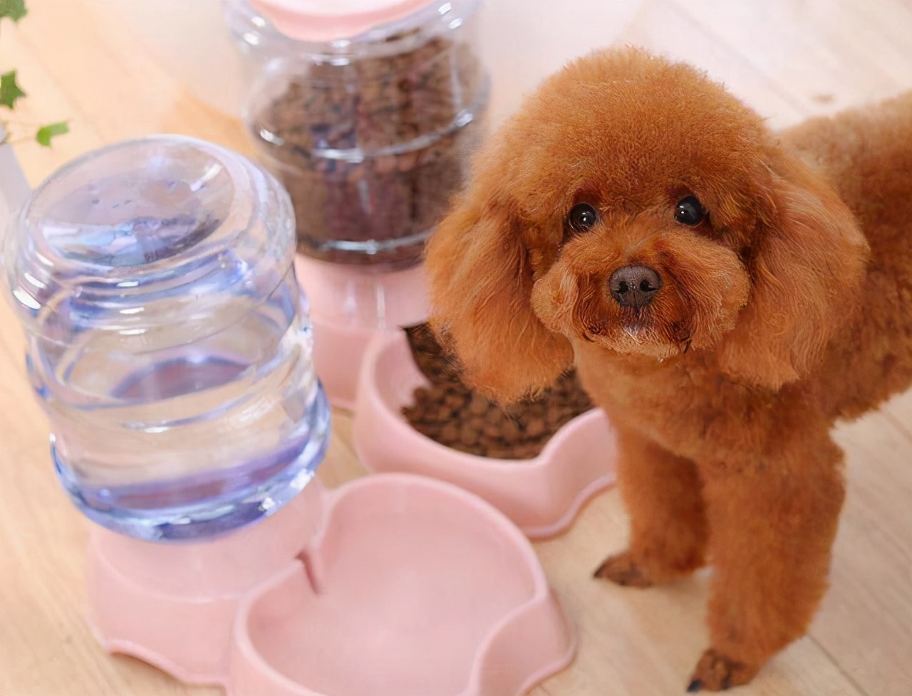 泰迪幼犬吃什么牌子的狗粮好,新手须知泰迪幼犬狗粮喂多少