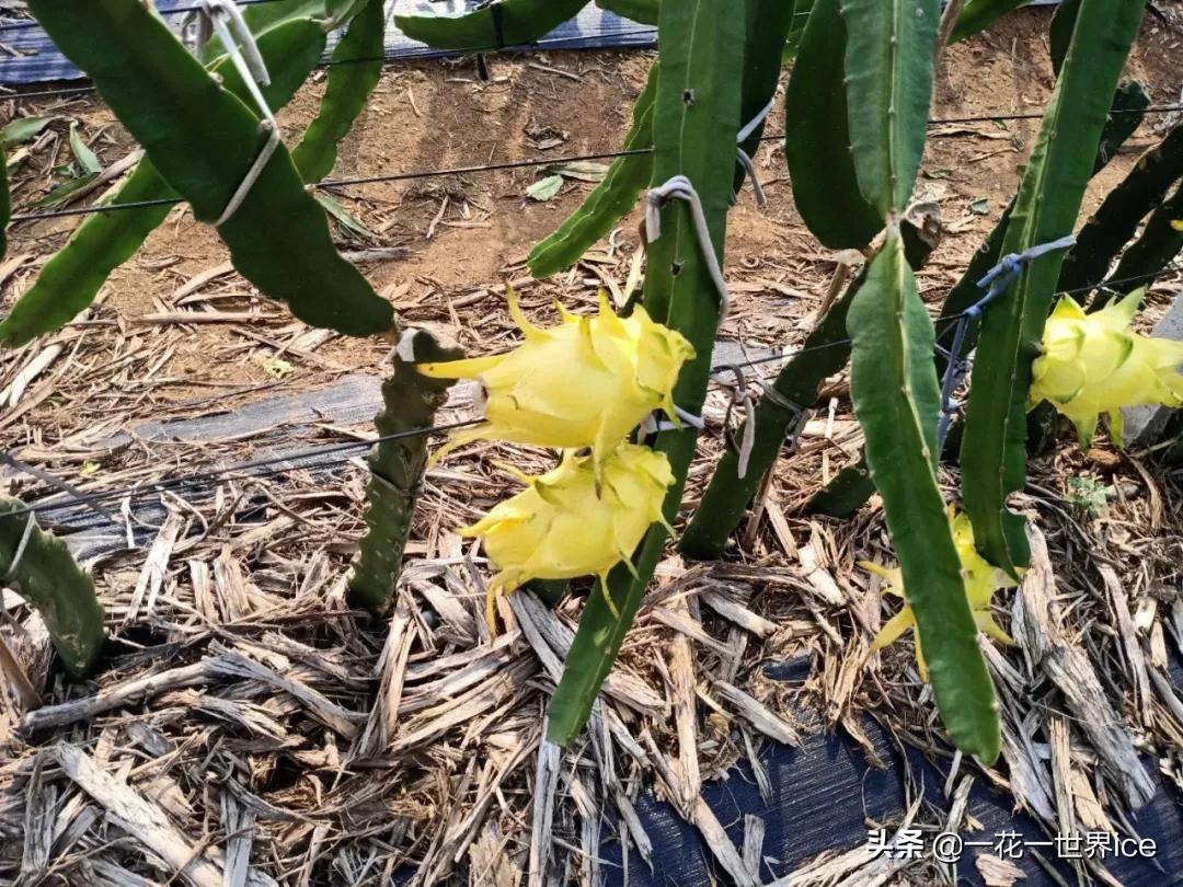 改名后成高端水果，一个60元，却少有农民敢种植，又是吹牛皮？