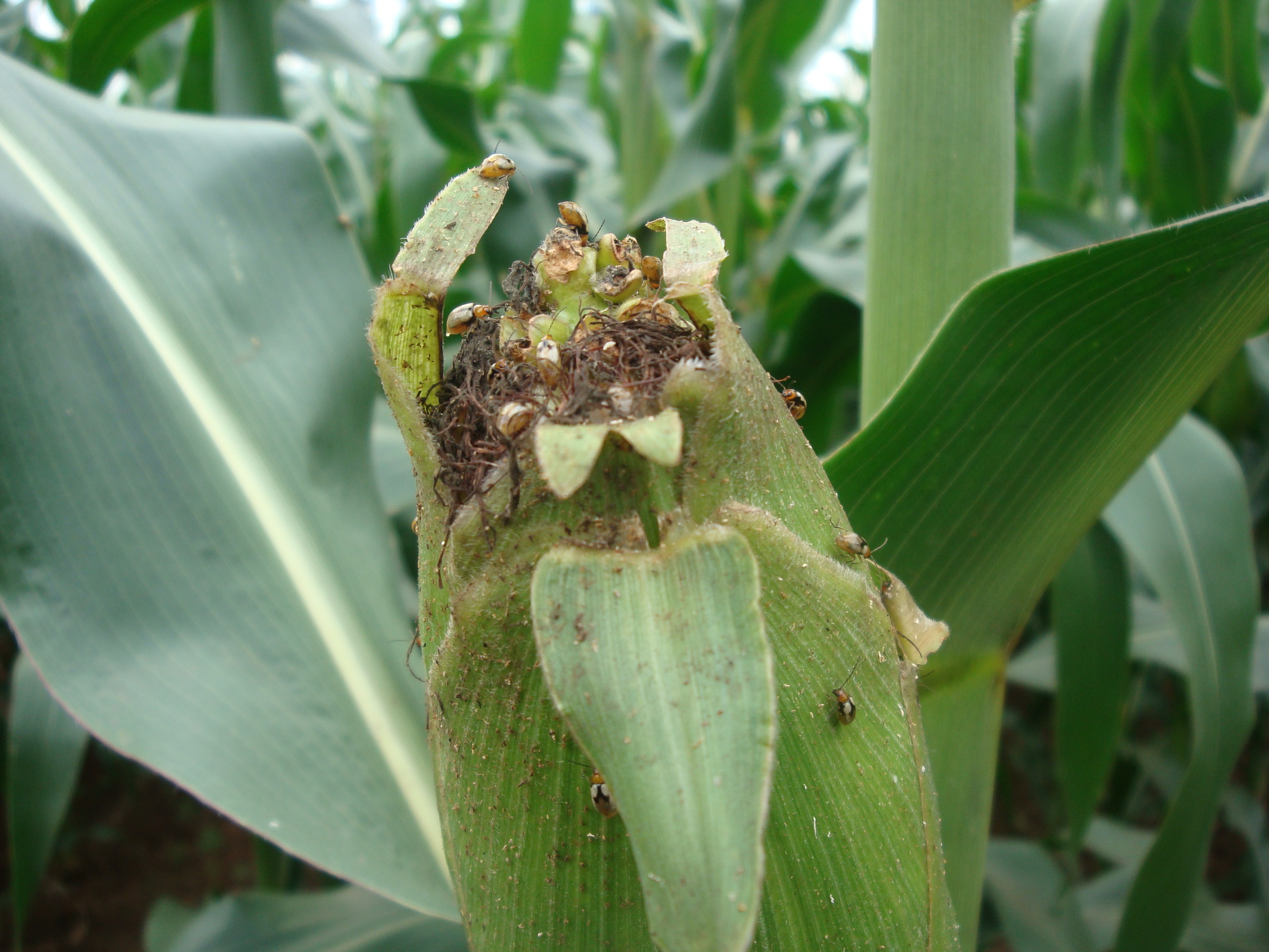 怎么防止玉米长虫,玉米钻心虫怎么防治