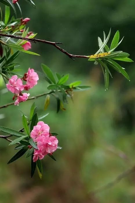 一日一诗送朋友七绝,风入松寄柯敬仲阅读答案