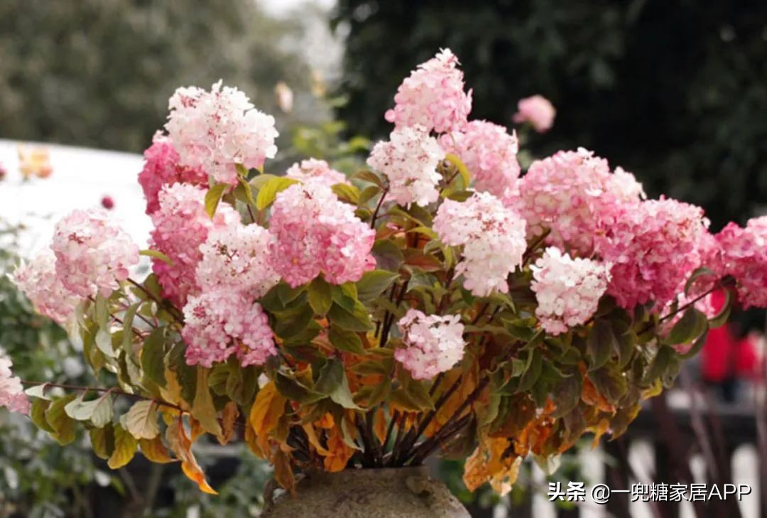 春天花会开|这20家植物淘宝店，植物杀手看了也想买！