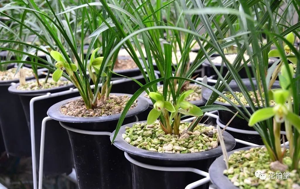 春兰蕙兰建兰墨兰寒兰哪种名贵,春兰蕙兰建兰寒兰墨兰哪种最好养