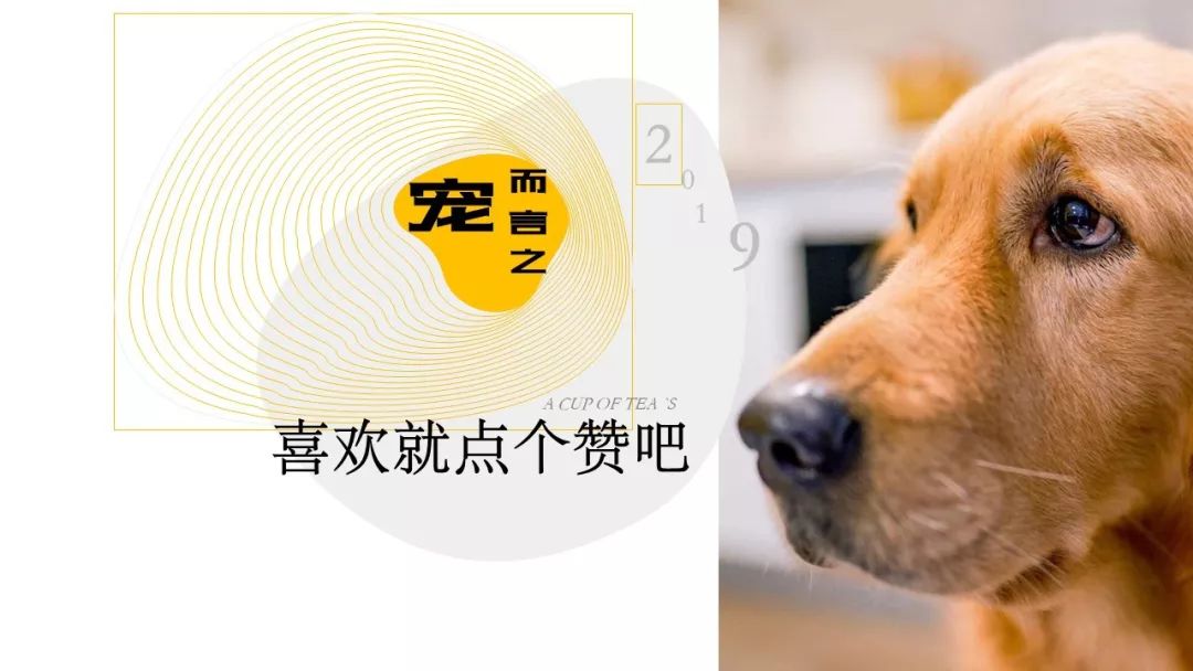 养公狗好还是养母狗好?这里给你说明白了