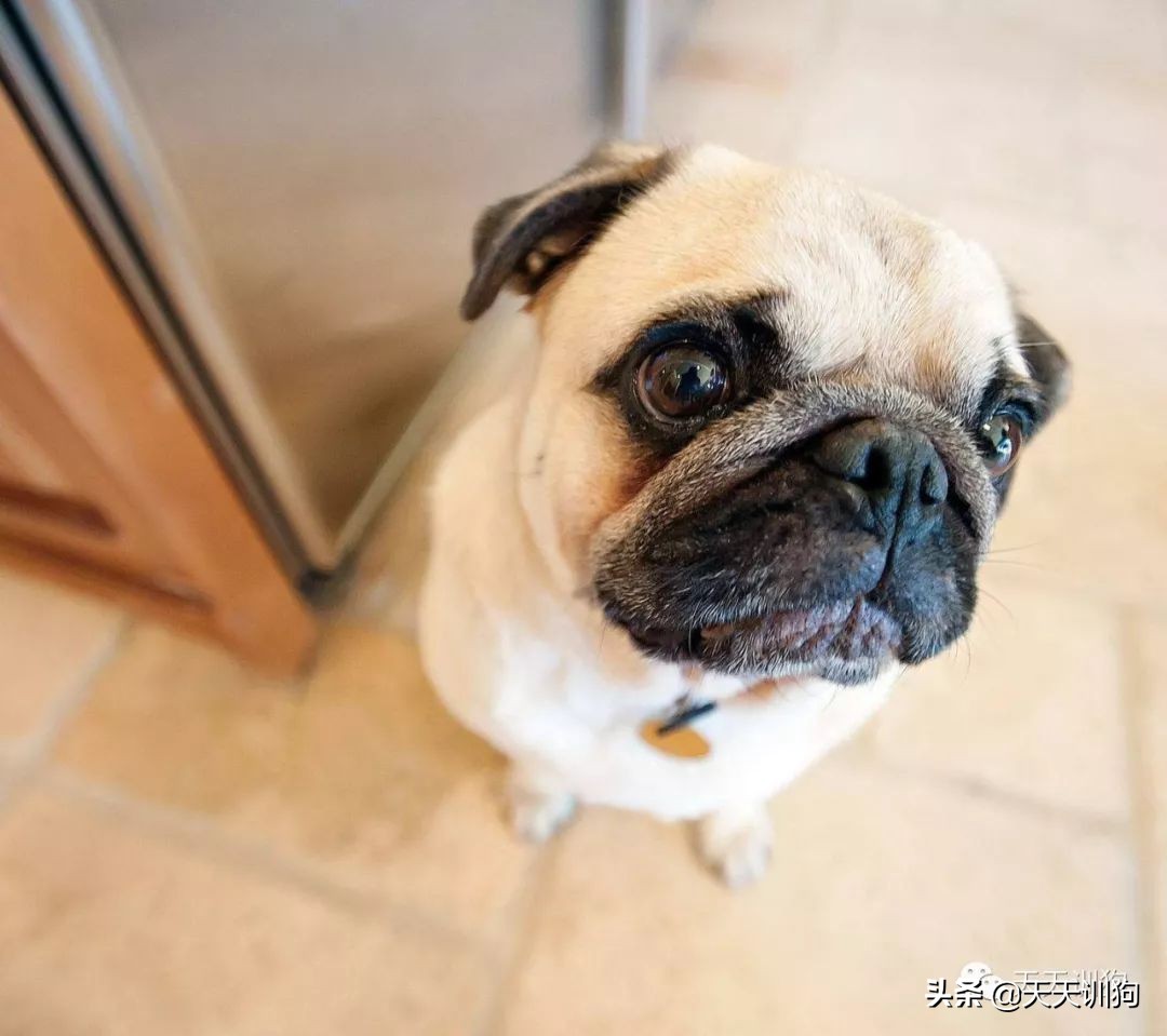 狗狗吃便便的5大原因,狗狗吃便便的几个原因