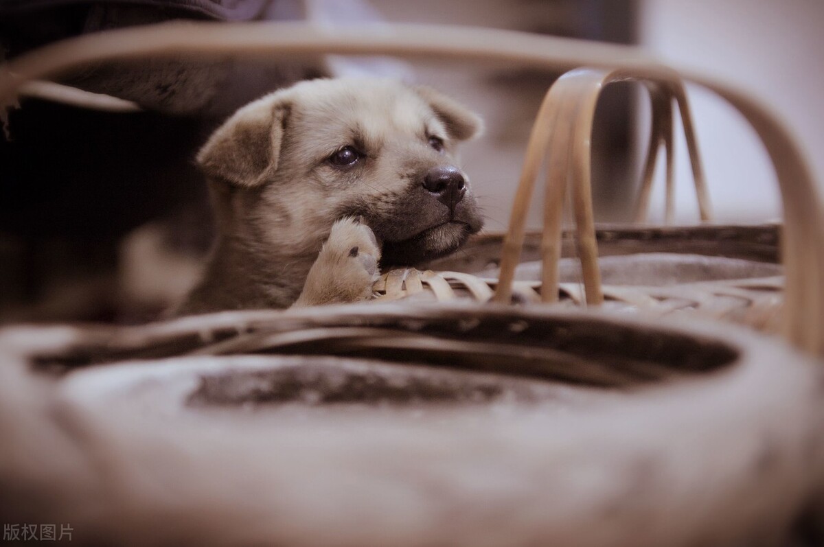 中华田园犬的优缺点及性格,中华田园犬幼犬有人歧视吗