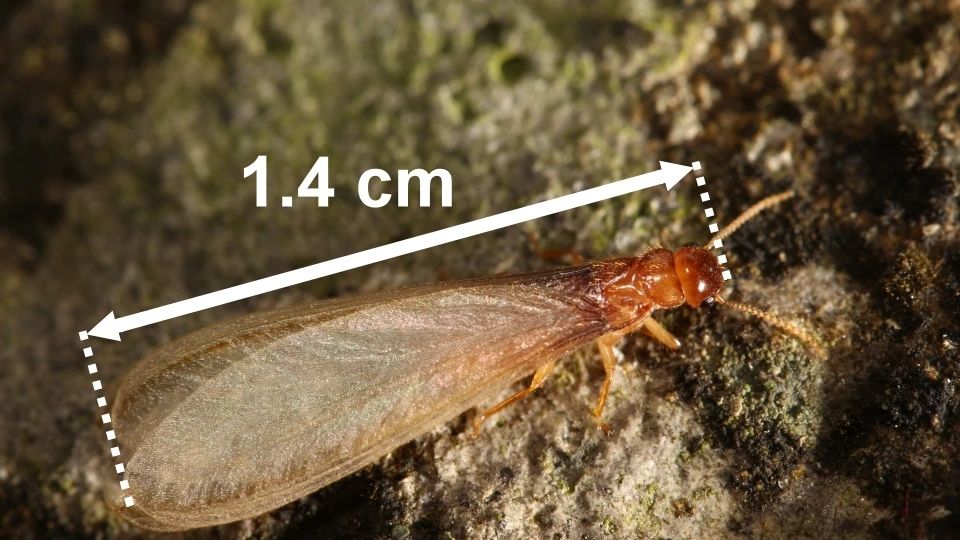 下雨天很多飞蚁是什么蚁,雨后飞蚁怎么来的
