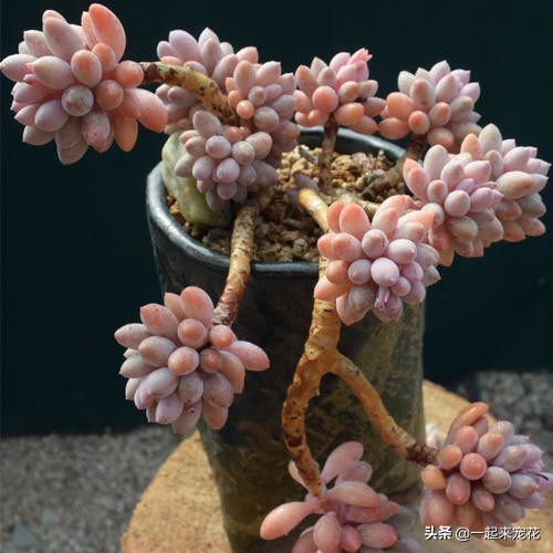 多肉夏天腐黑怎么处理,夏天怎样预防多肉腐黑