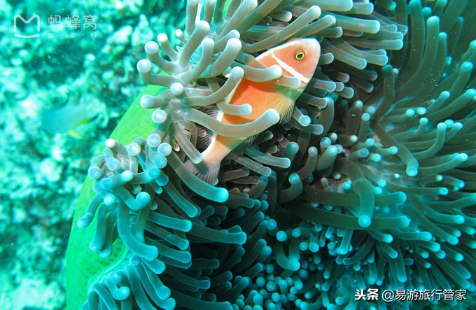 沙巴亚庇和仙本那的区别,沙巴经典必游10个景点