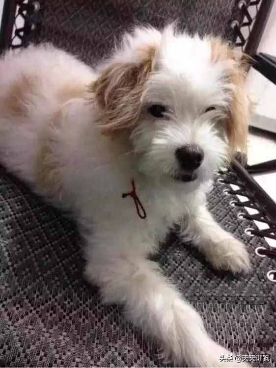 一只绝育的公狗,被绝育的狗子