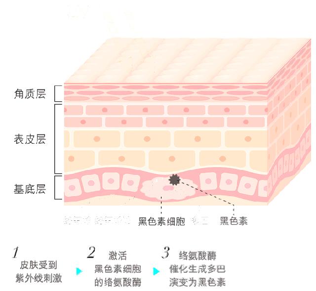 熊果苷有用吗专家解答,熊果苷美白配方