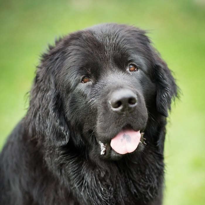 世界上最昂贵的10只狗,世界上十大最名贵的犬种附图