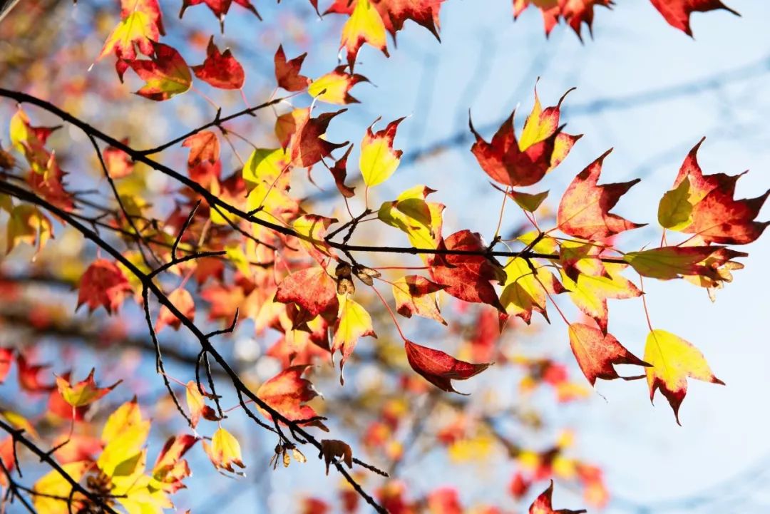 赏枫地图,赏红叶正当时