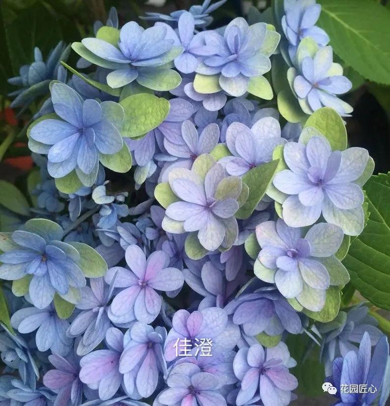 一加仑绣球长几年能长大,绣球扦插苗如何让其快速长大