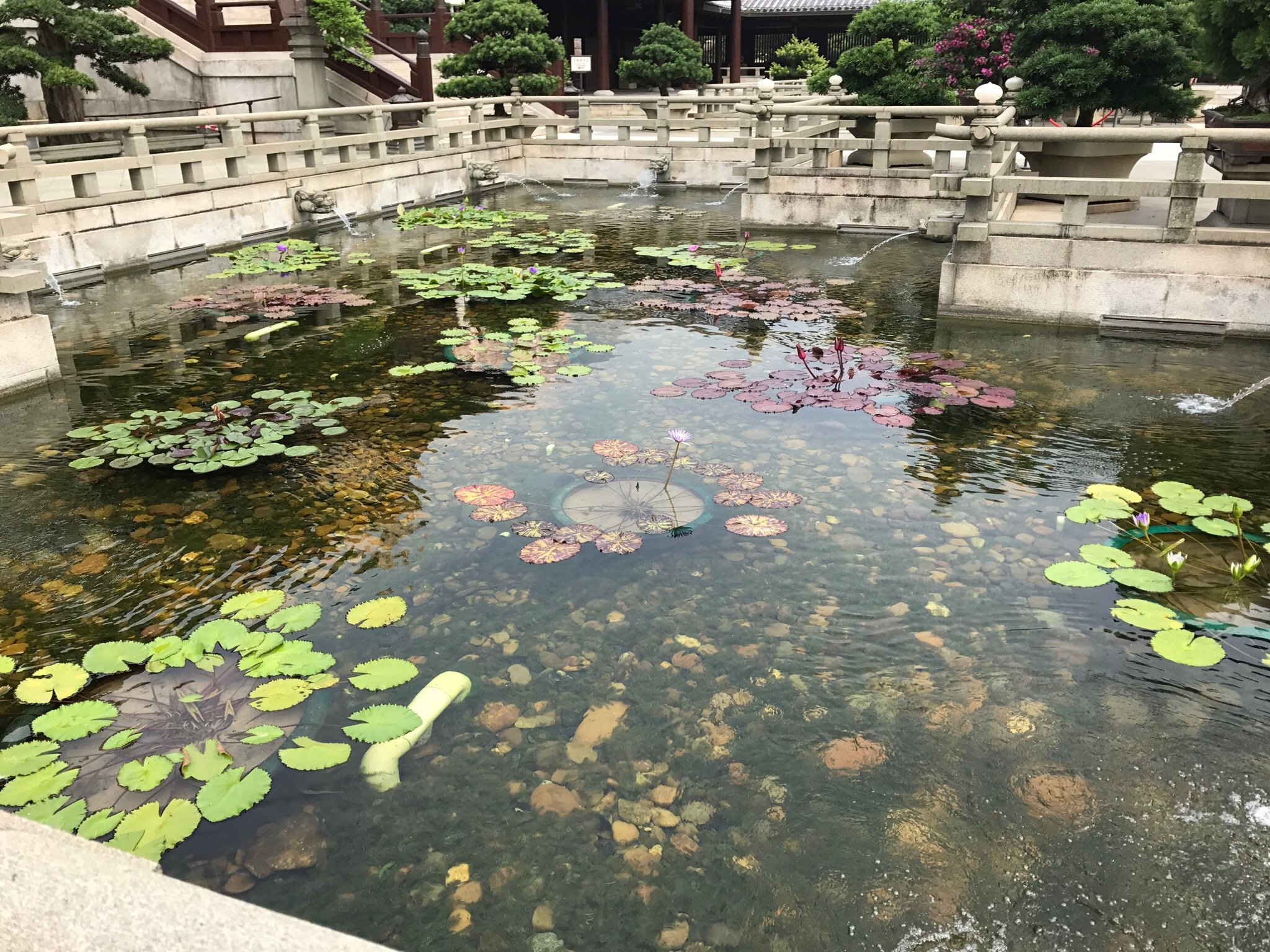 香港志莲净苑地图,香港志莲净苑好玩吗