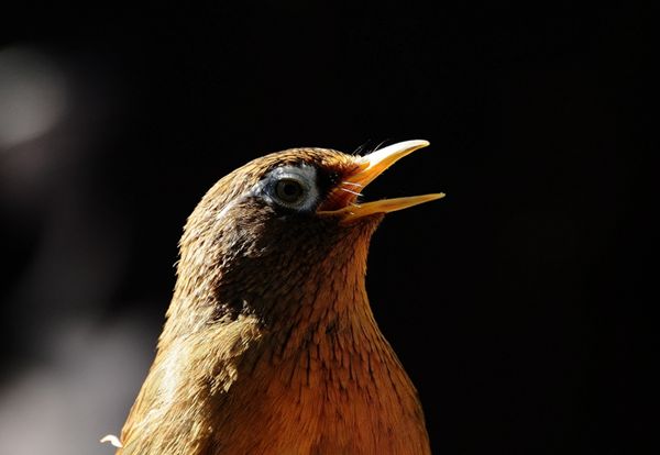 画眉鸟拉稀白屎,画眉鸟喂什么不拉稀