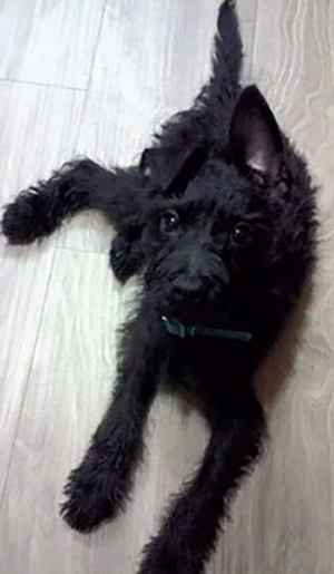 小狗黑色变棕色了,小狗黑毛色变黄怎么回事