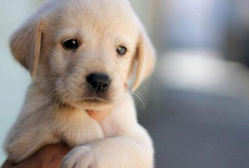 狗狗心理疾病有哪些,狗狗常见的疾病有哪些