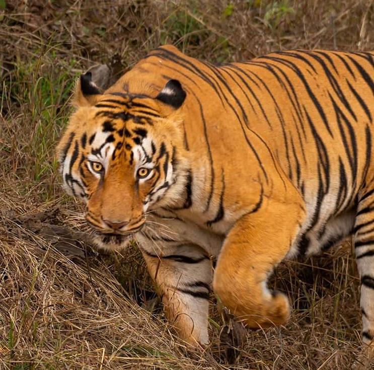 猫咪胀气和猫传腹有什么区别,猫咪肥胖还会有原始袋么