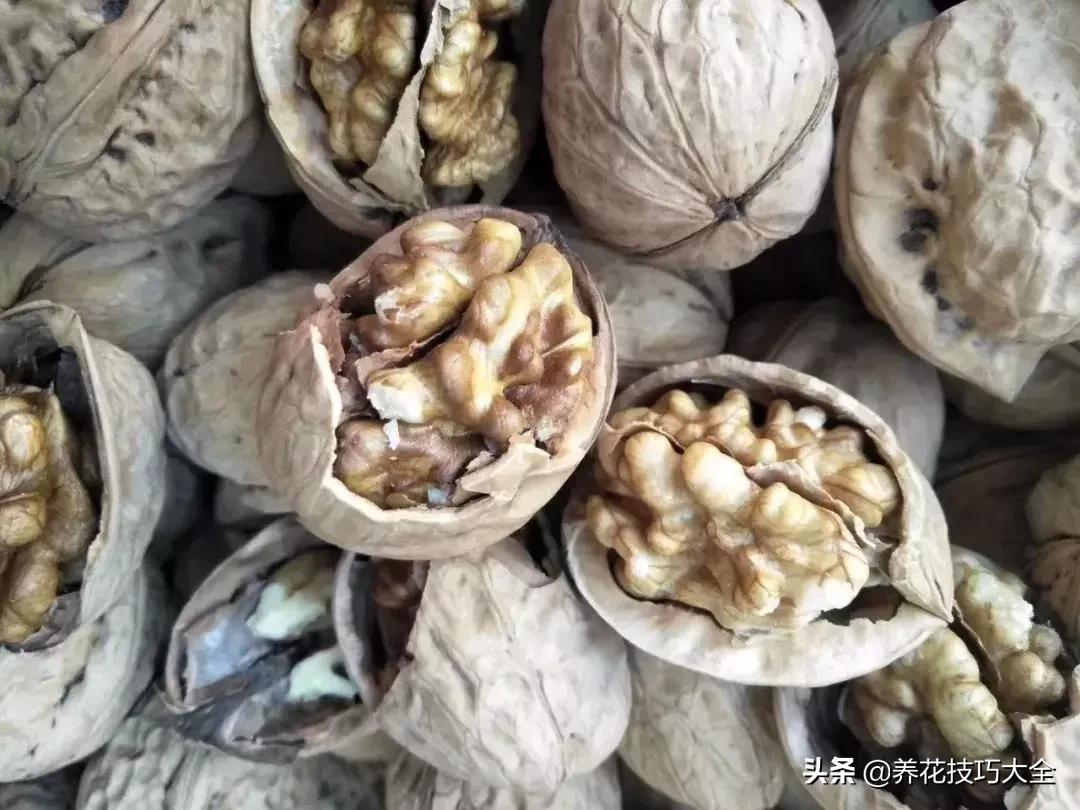 吃个核桃把手镯弄断了,吃个核桃把手弄破了