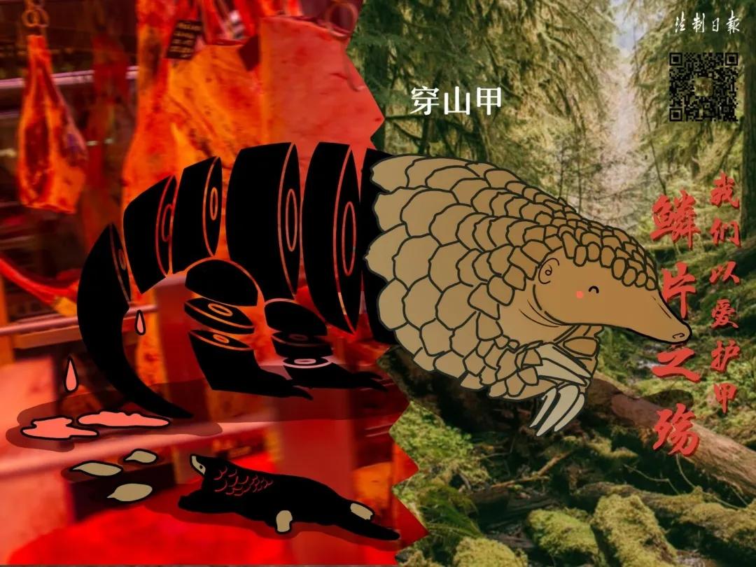 拒绝野味漫画图片,敬畏自然拒绝野味漫画