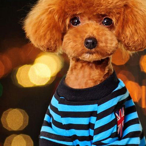 泰迪犬大便稀是怎么了,泰迪犬大便有白色黏液