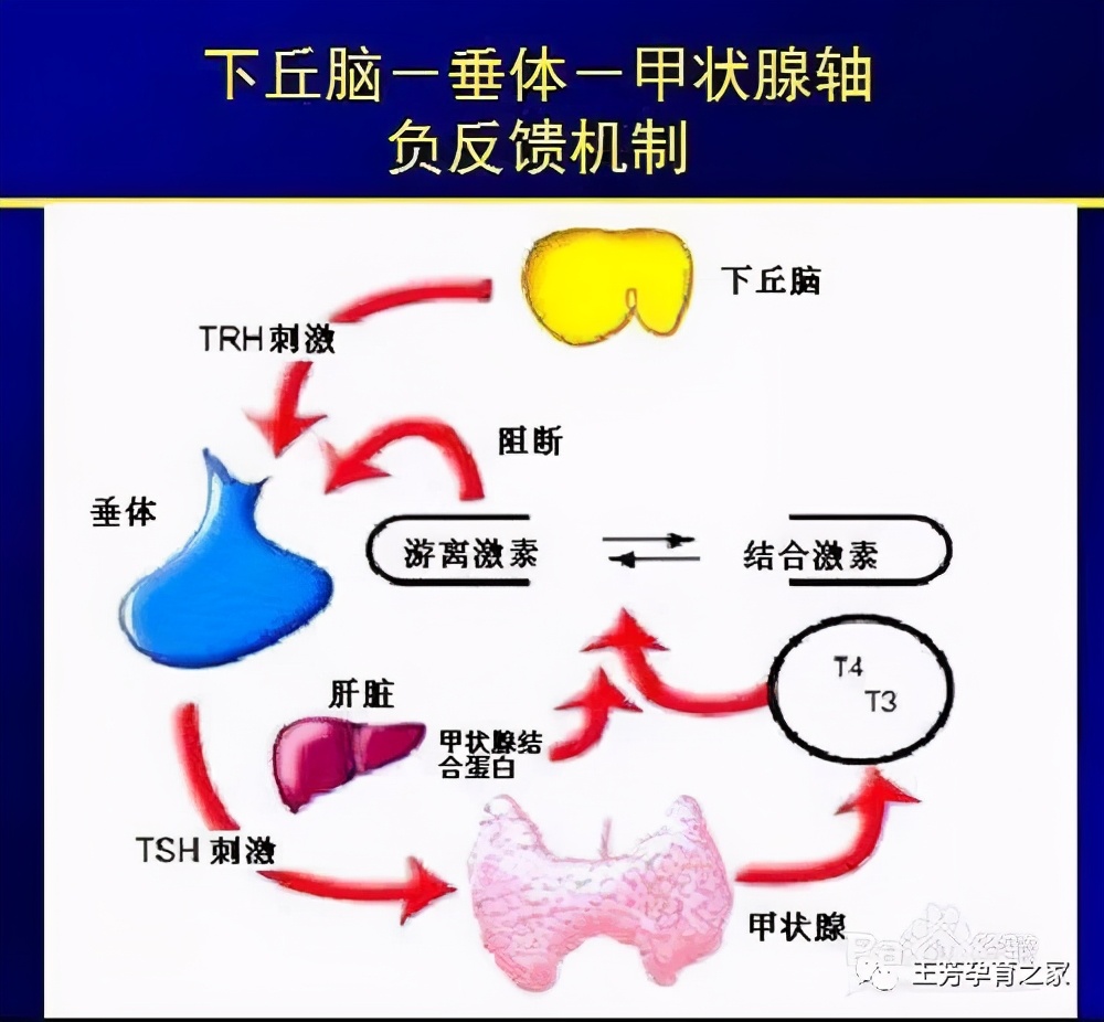 卵巢储备功能下降是雄激素过高吗,卵巢功能下降会导致泌乳素升高吗