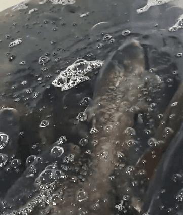 顾客一来鲢鱼就翻肚子，假装挂了漂在水面：鱼也开始成精了？