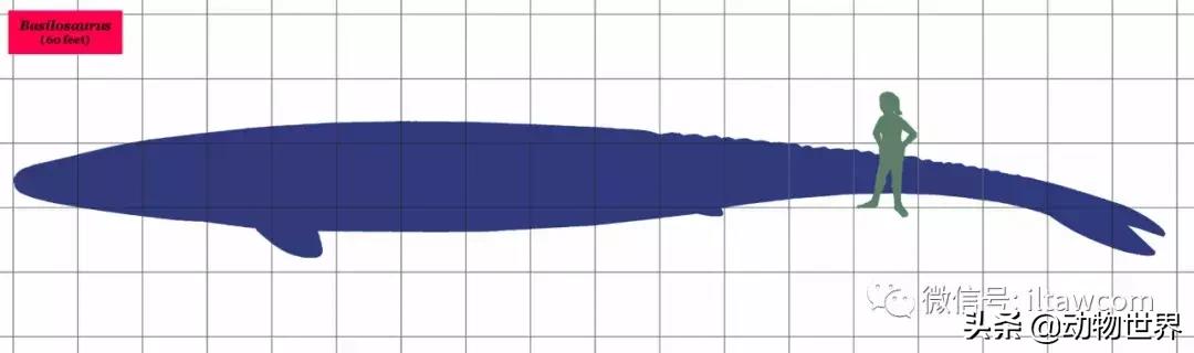 史前海洋生物龙王鲸,原始的龙王鲸到底长什么样