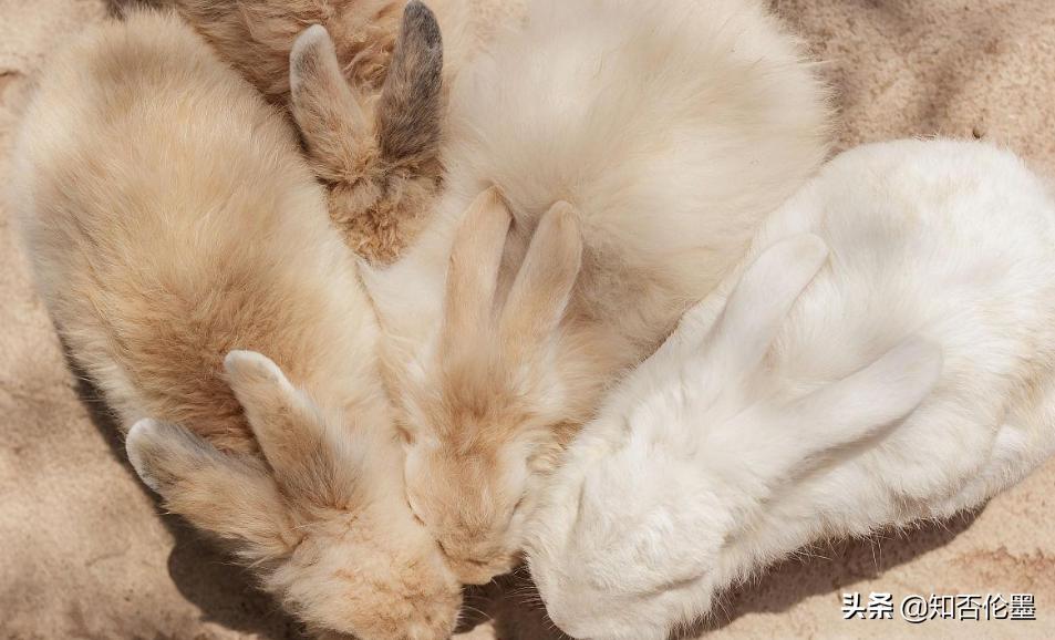 现在养什么最挣钱种植什么最挣钱,养殖小项目农村养殖什么比较靠谱