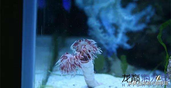 看完别笑,都陪我哭!新人下海开缸的血泪史